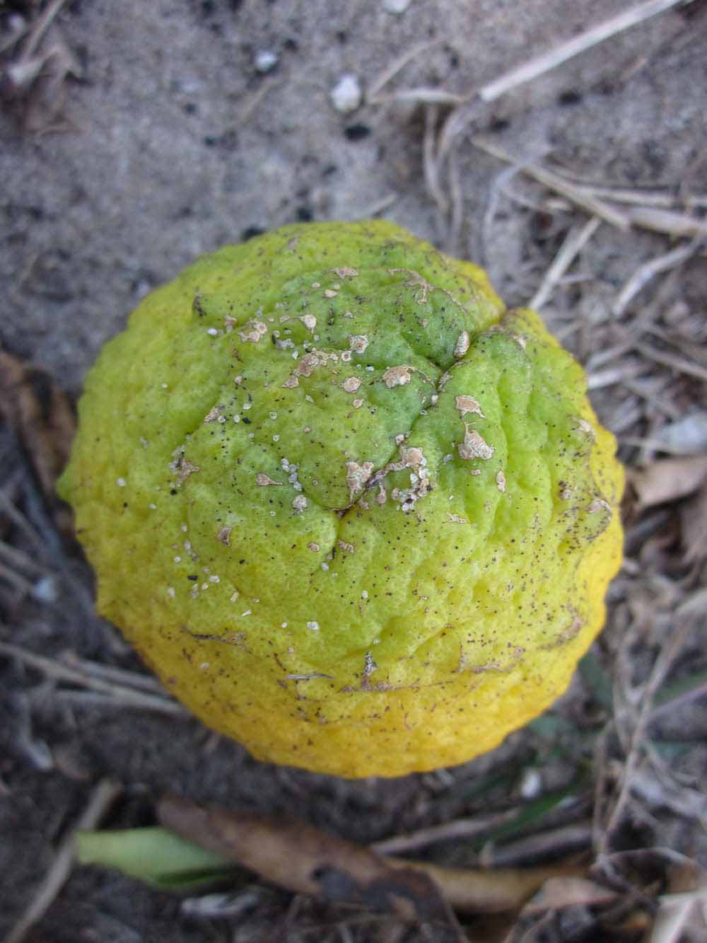            Fruit (Winter Haven, FL)   